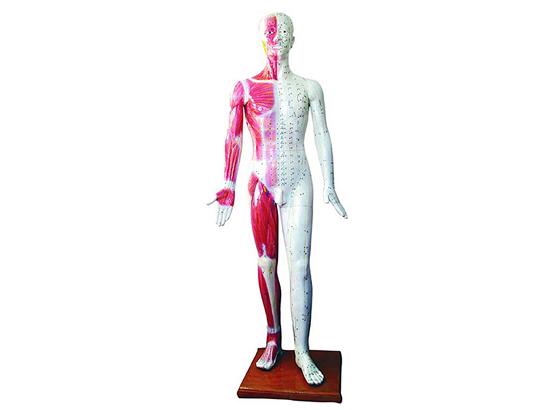 KM/501 人体针灸模型178cm(男）