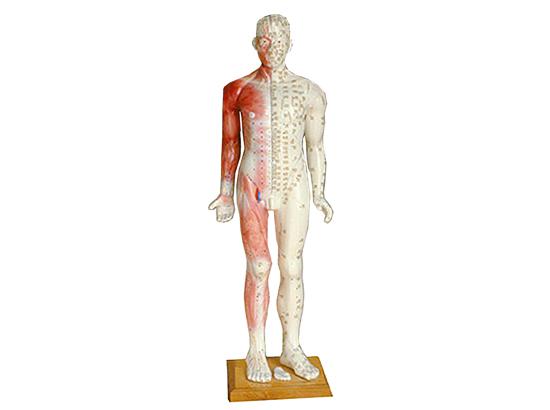 KM/502 人体针灸模型85cm(男）