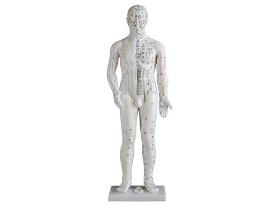 KM/502A 人体针灸模型70cm(男）