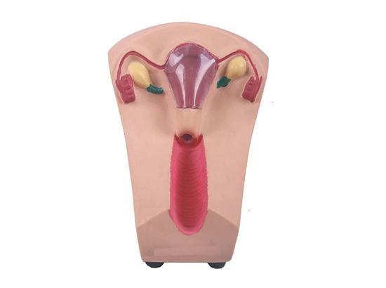 KM/B3 女性宫内避孕器训练模型